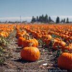 400+Best Pumpkin Patch Captions for Fall Photos