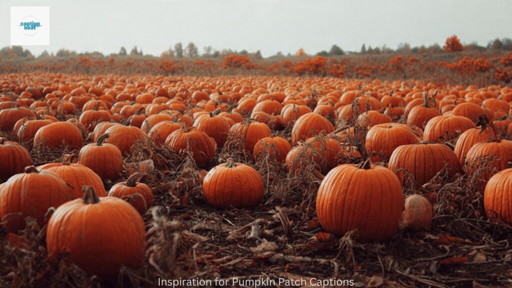 Inspiration for Pumpkin Patch Captions