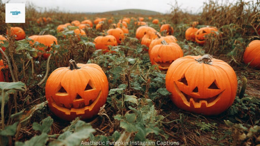 Aesthetic Pumpkin Instagram Captions