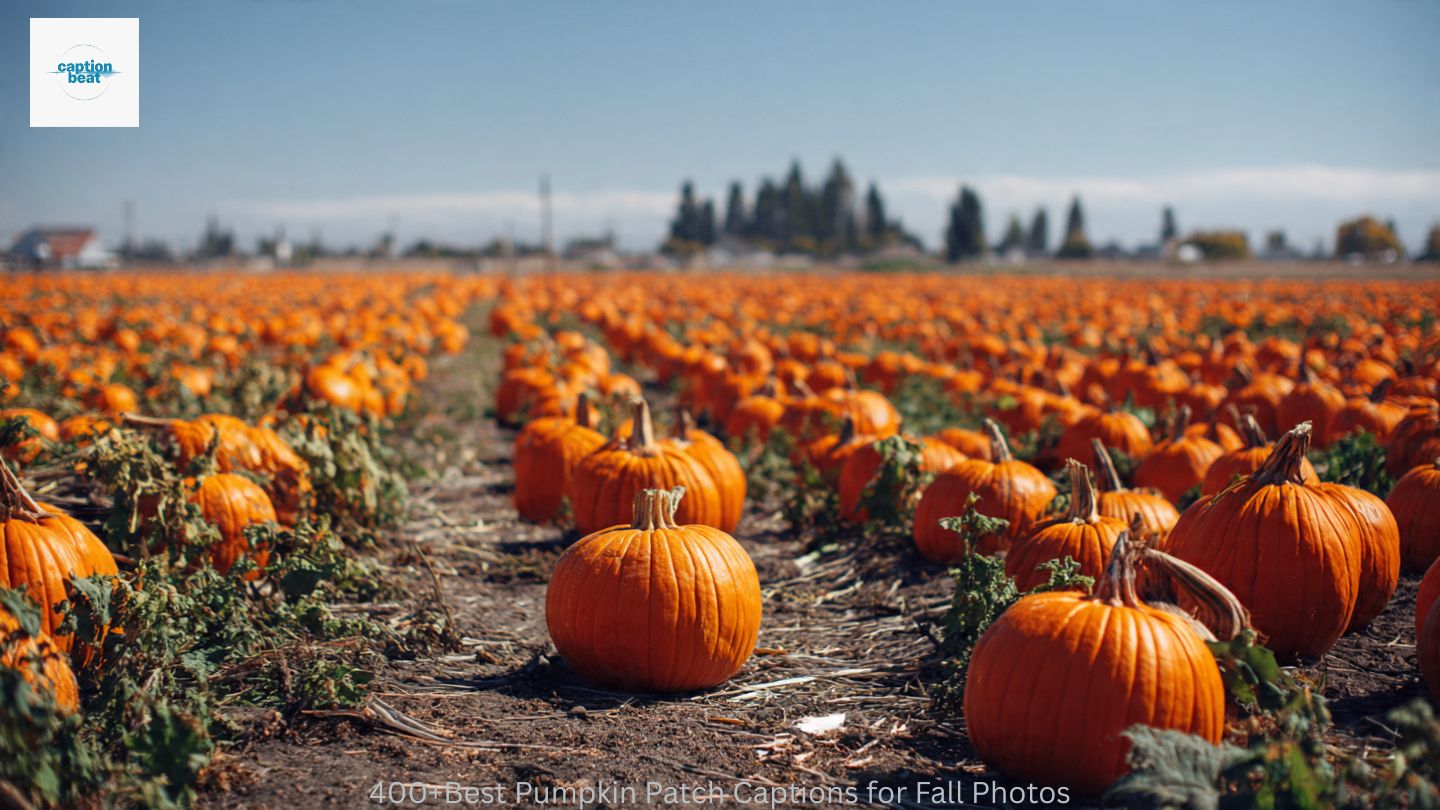 400+Best Pumpkin Patch Captions for Fall Photos