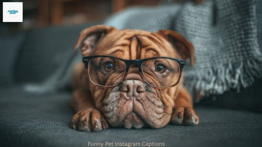 Funny Pet Instagram Captions