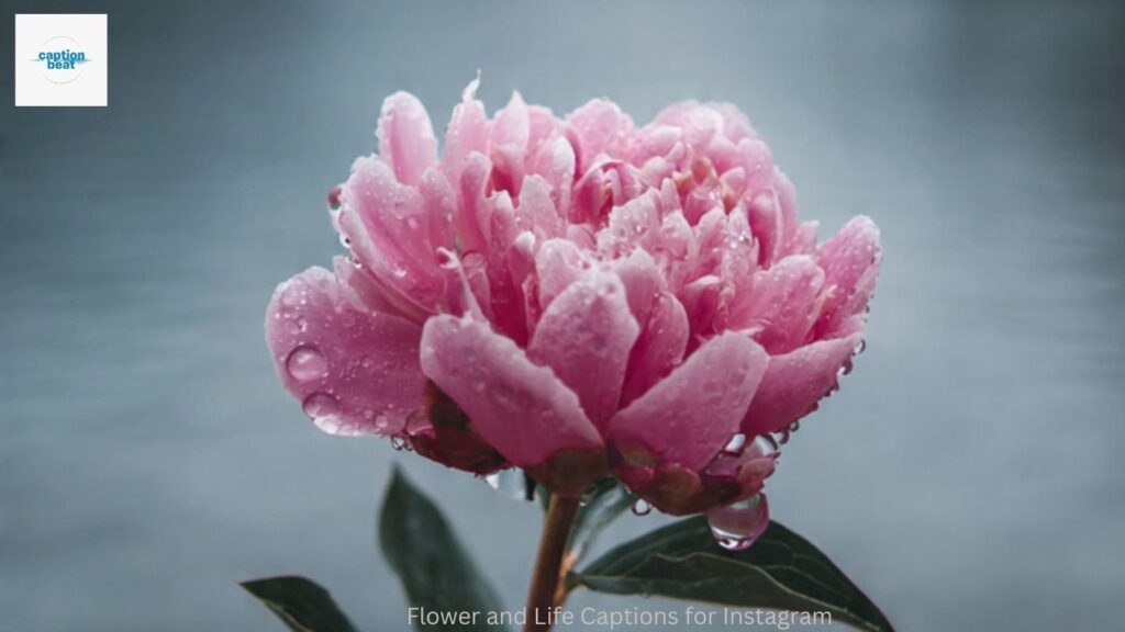 Flower and Life Captions for Instagram