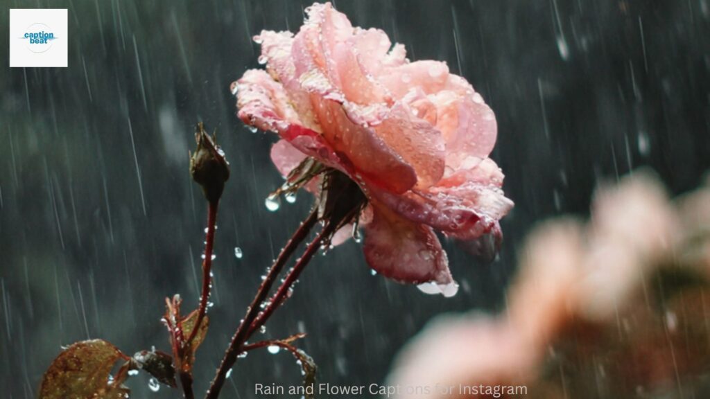 Rain and Flower Captions for Instagram