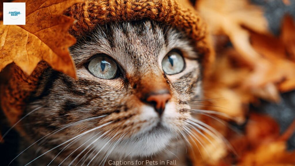 Captions for Pets in Fall