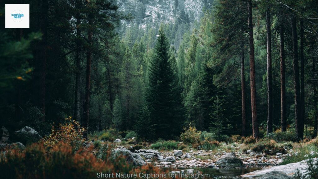 Short Nature Captions for Instagram