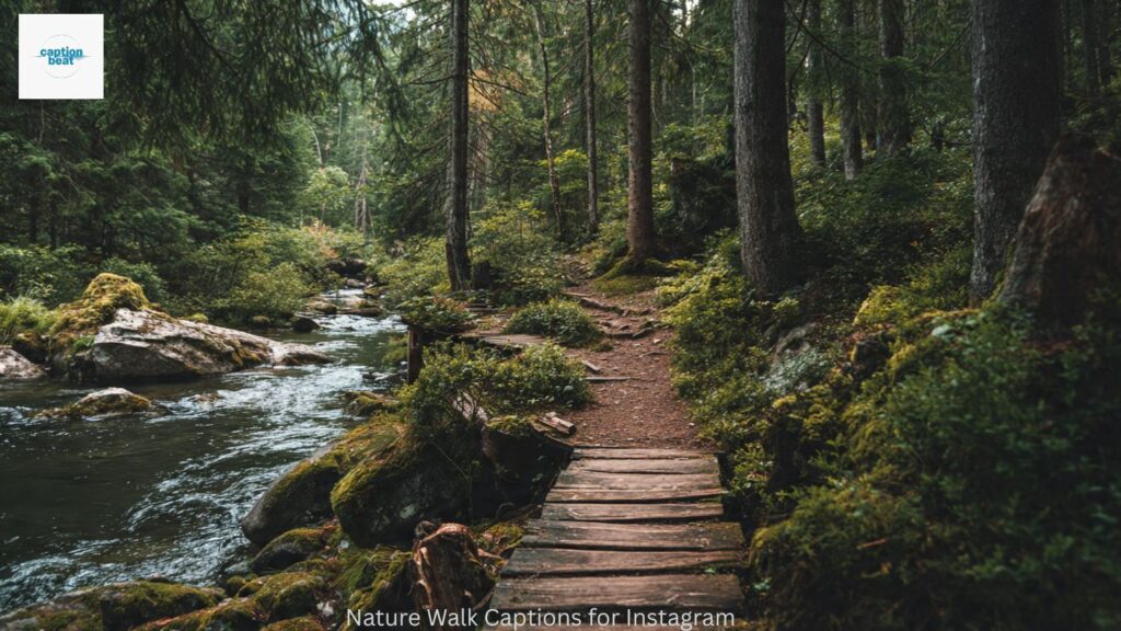 Nature Walk Captions for Instagram